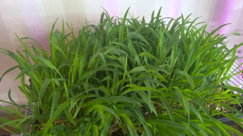 A living tray of cat grass growing at The MicroGreens Farm, Johns Island SC