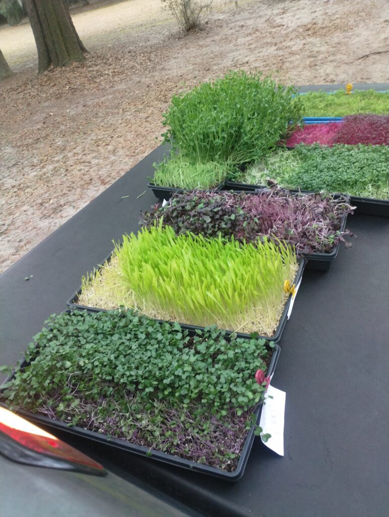 Trays of several microgreen varieties ready to cut on Johns Island SC