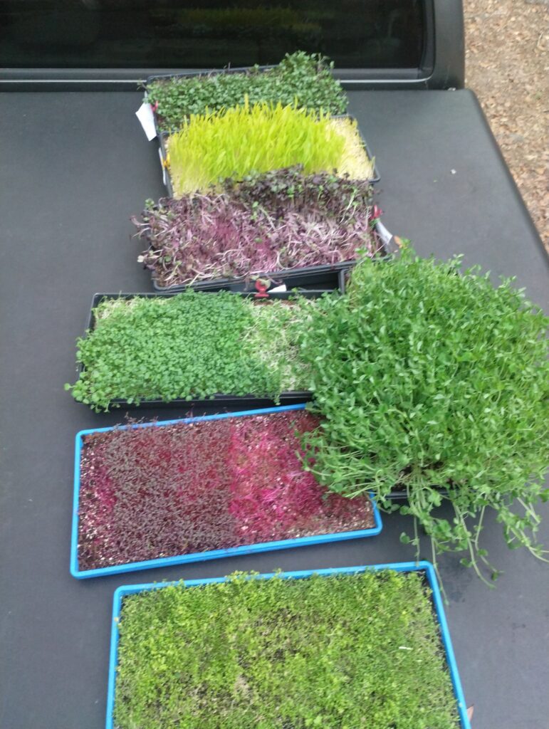 Several varieties of microgreens in trays ready to cut, Johns Island SC