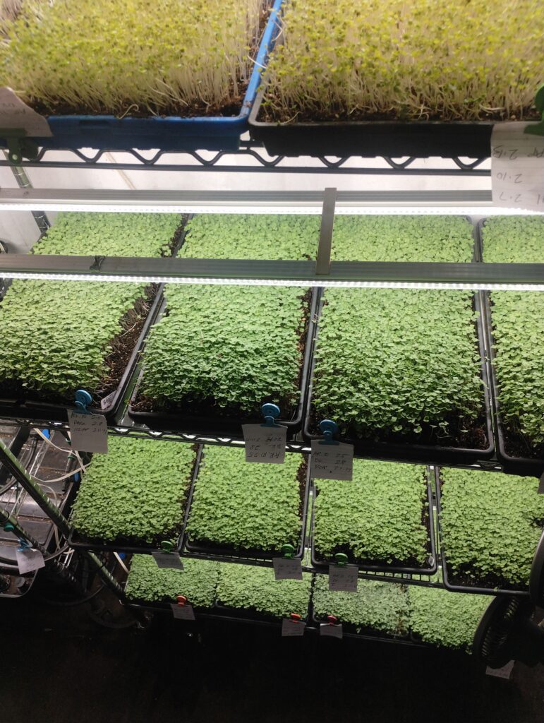 Racks of microgreen trays growing under lights at The MicroGreens Farm on Johns Island SC