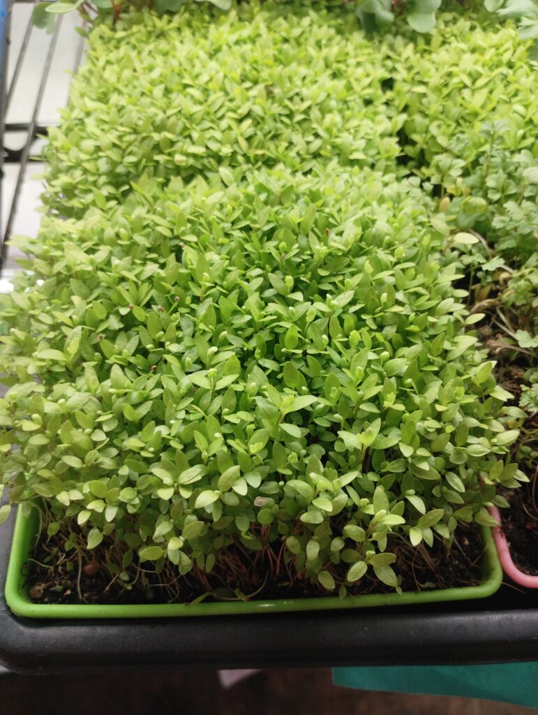 Bright green mustard-type microgreens growing in a tray at The MicroGreens Farm, Johns Island SC