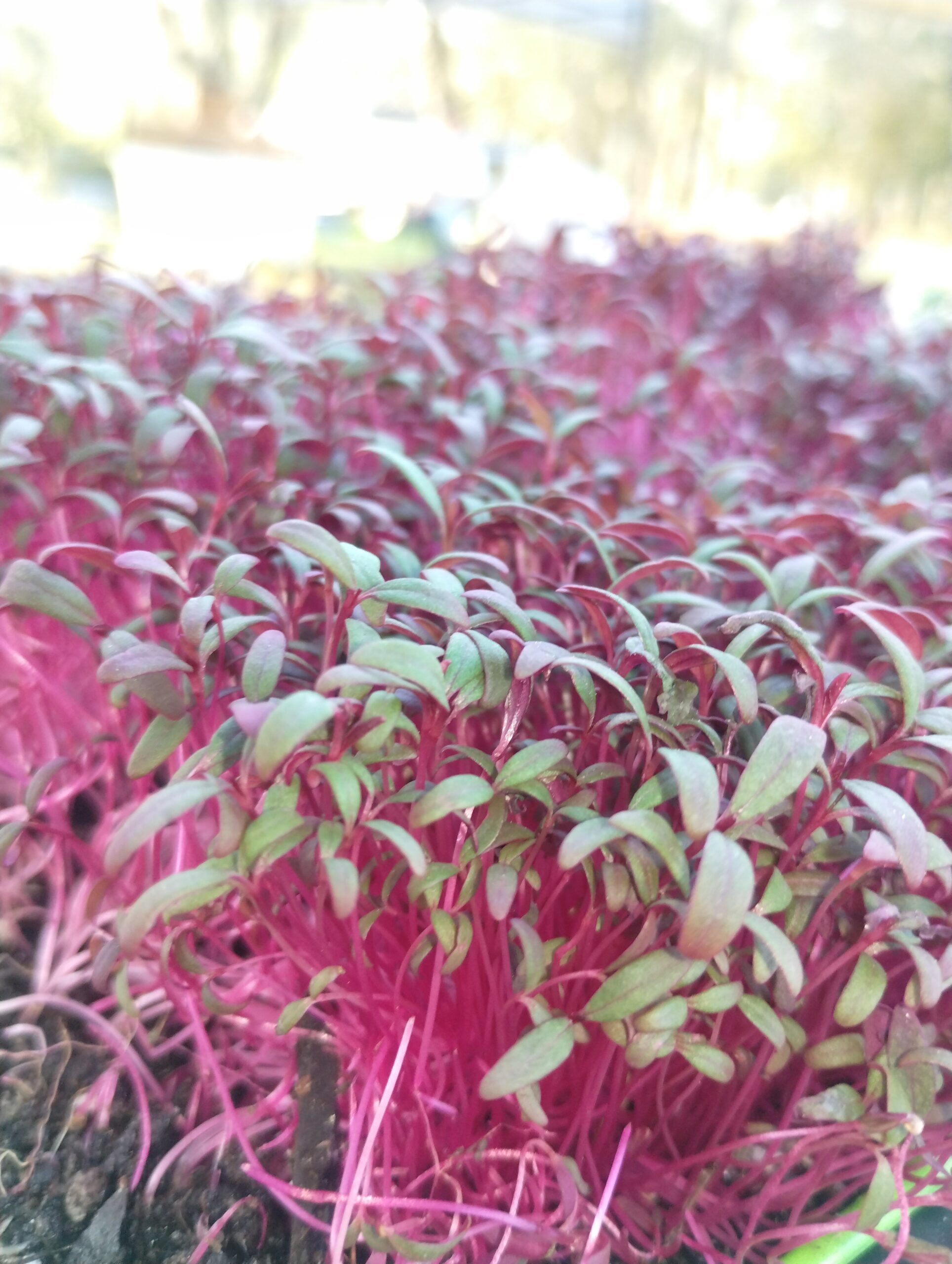 Vivid pink and green microgreens growing in a living tray, Charleston SC