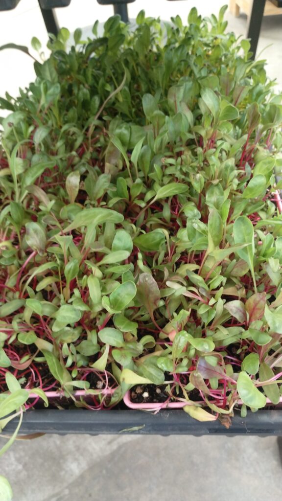 Microgreens with green leaves and red stems growing in a tray at The MicroGreens Farm, Johns Island SC