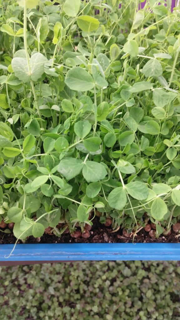Pea shoot microgreens with tendrils growing in a tray, Johns Island SC