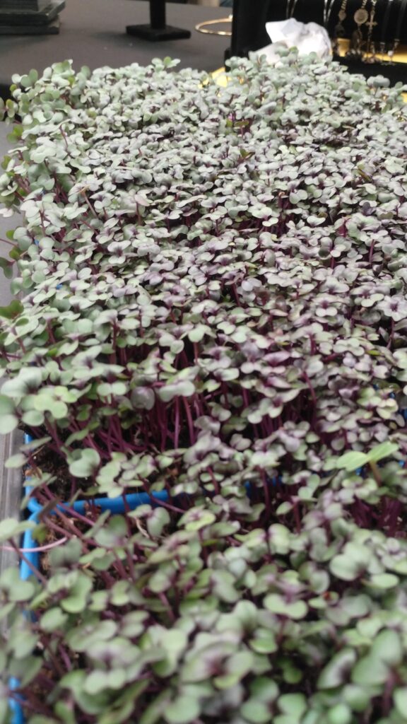Microgreens with vivid purple stems growing in a living tray at The MicroGreens Farm, Johns Island SC