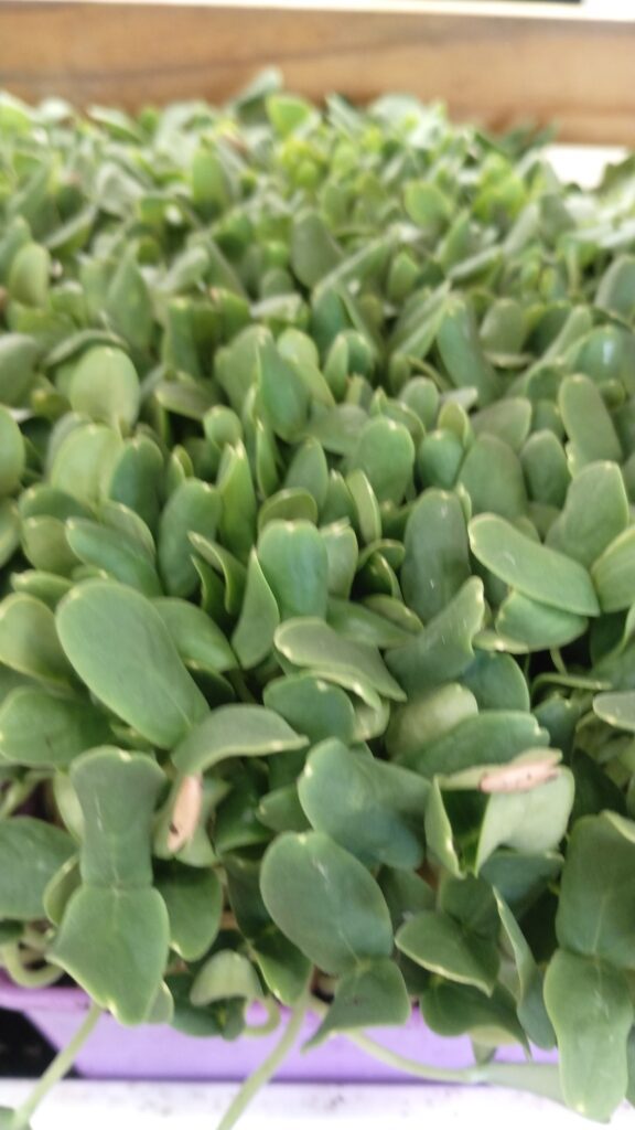 Thick sunflower shoot microgreens with broad green leaves growing in a tray at The MicroGreens Farm, Johns Island SC