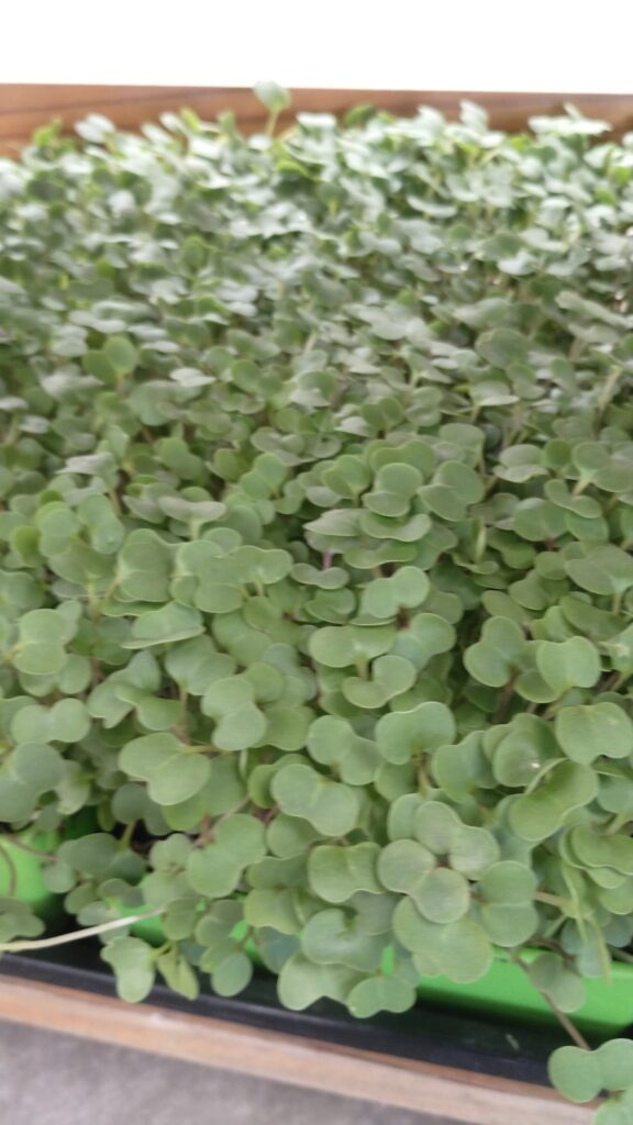 Arugula-type microgreens with rounded green leaves growing in a tray at The MicroGreens Farm, Johns Island SC