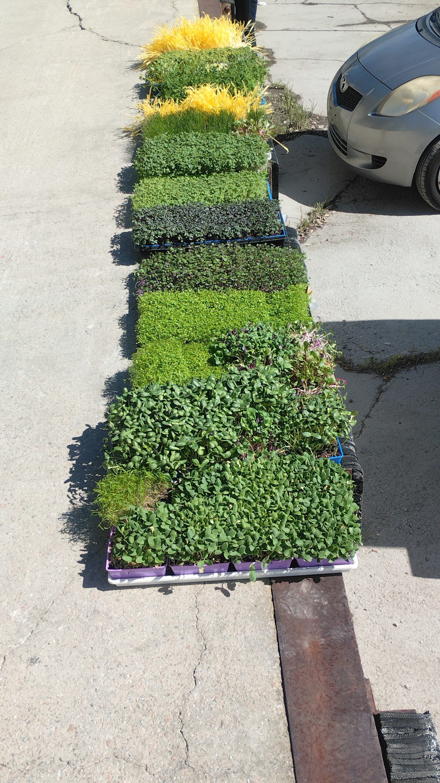 Several trays of different microgreen varieties laid out side by side at the farm
