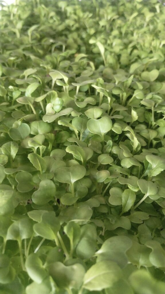 Close-up of lush microgreen leaves ready to harvest at The MicroGreens Farm near James Island SC