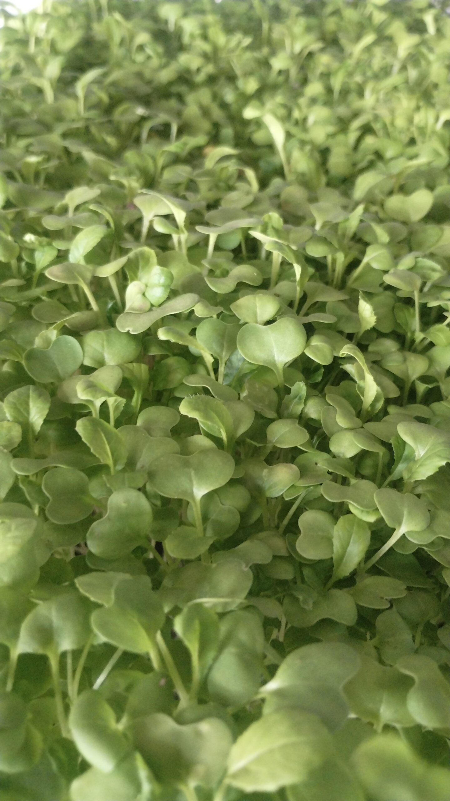 Lush green microgreens ready to be cut to order, Johns Island SC