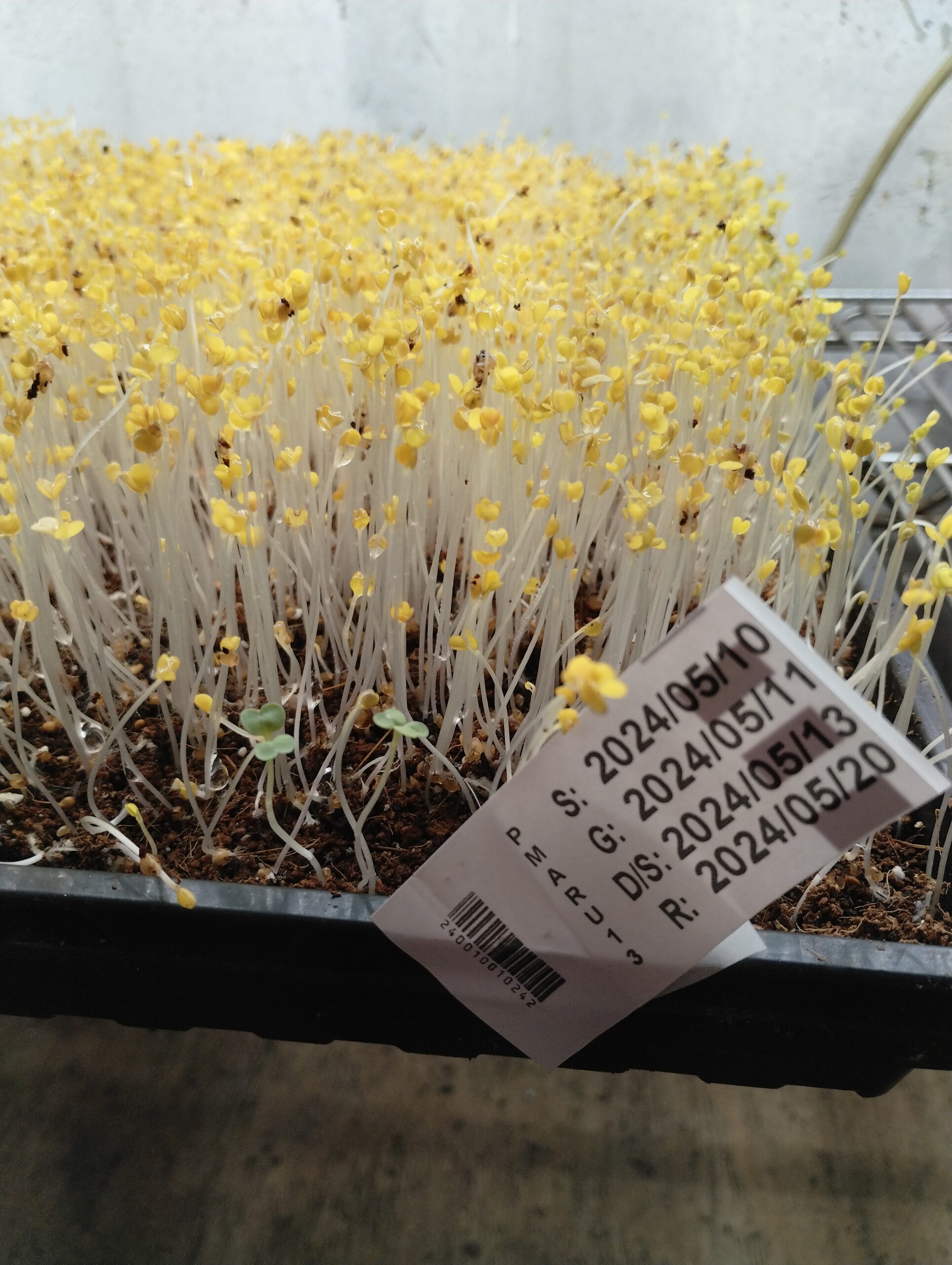A living microgreen tray labelled with its harvest dates, grown on Johns Island SC