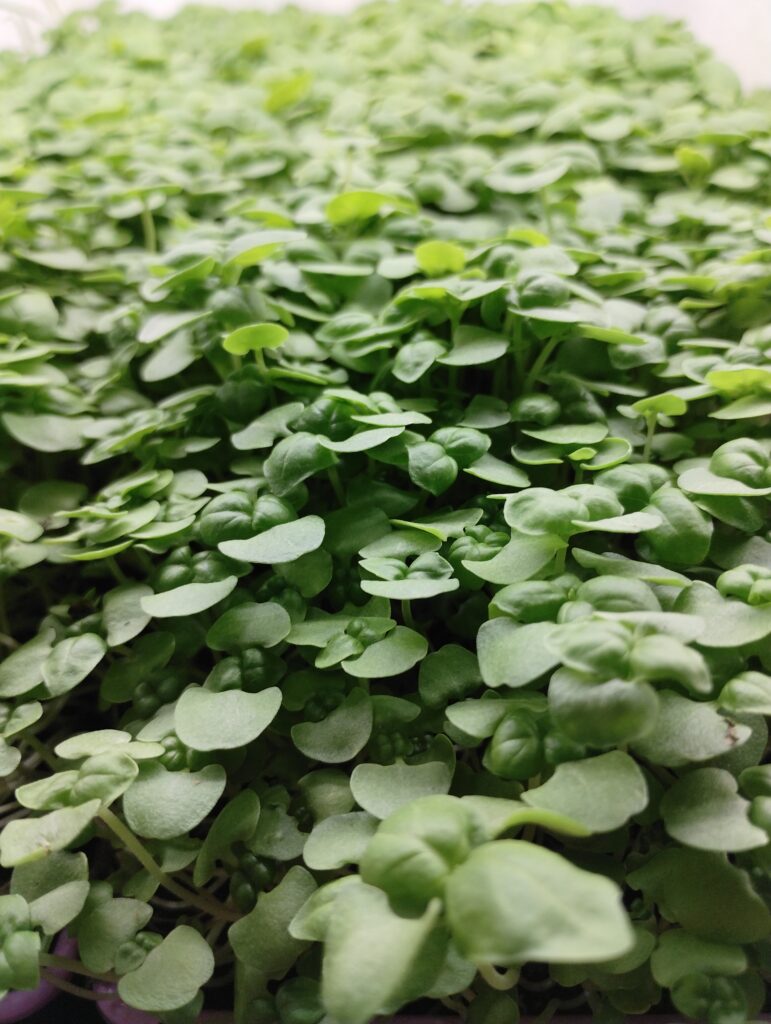 Kale-type microgreens growing densely in a tray at The MicroGreens Farm, Johns Island SC