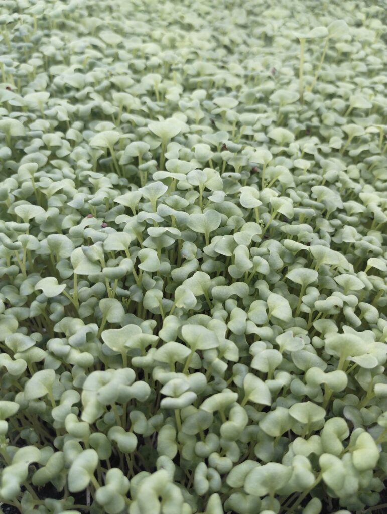 Broccoli-type microgreens with pale rounded leaves growing in a tray at The MicroGreens Farm, Johns Island SC