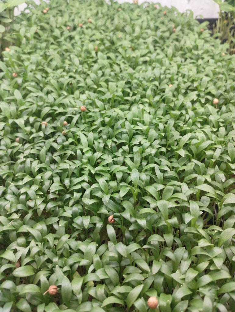 Melon microgreens with thick paired leaves growing in a tray at The MicroGreens Farm, Johns Island SC