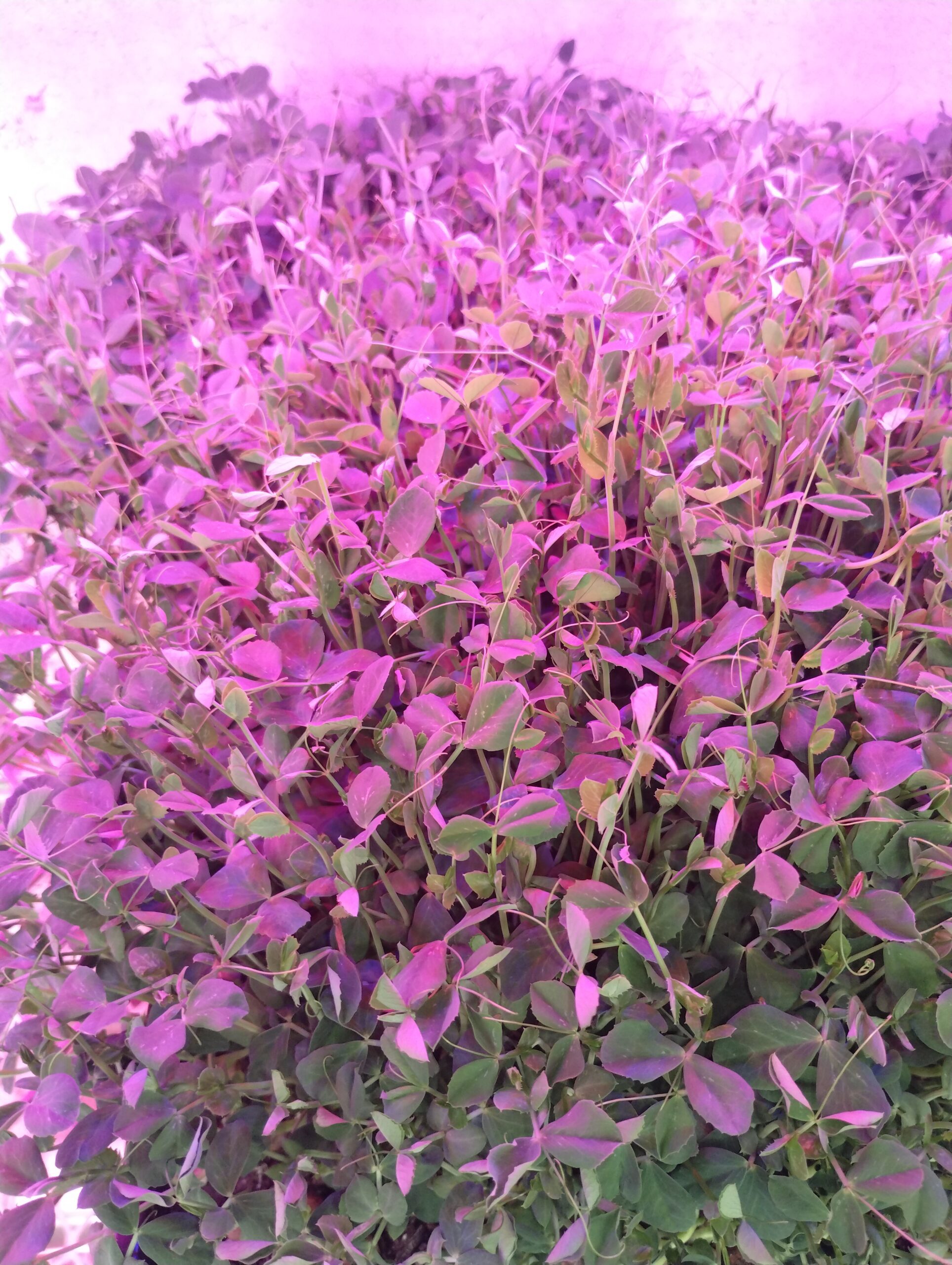Bright magenta amaranth microgreens growing in a living tray, Johns Island SC