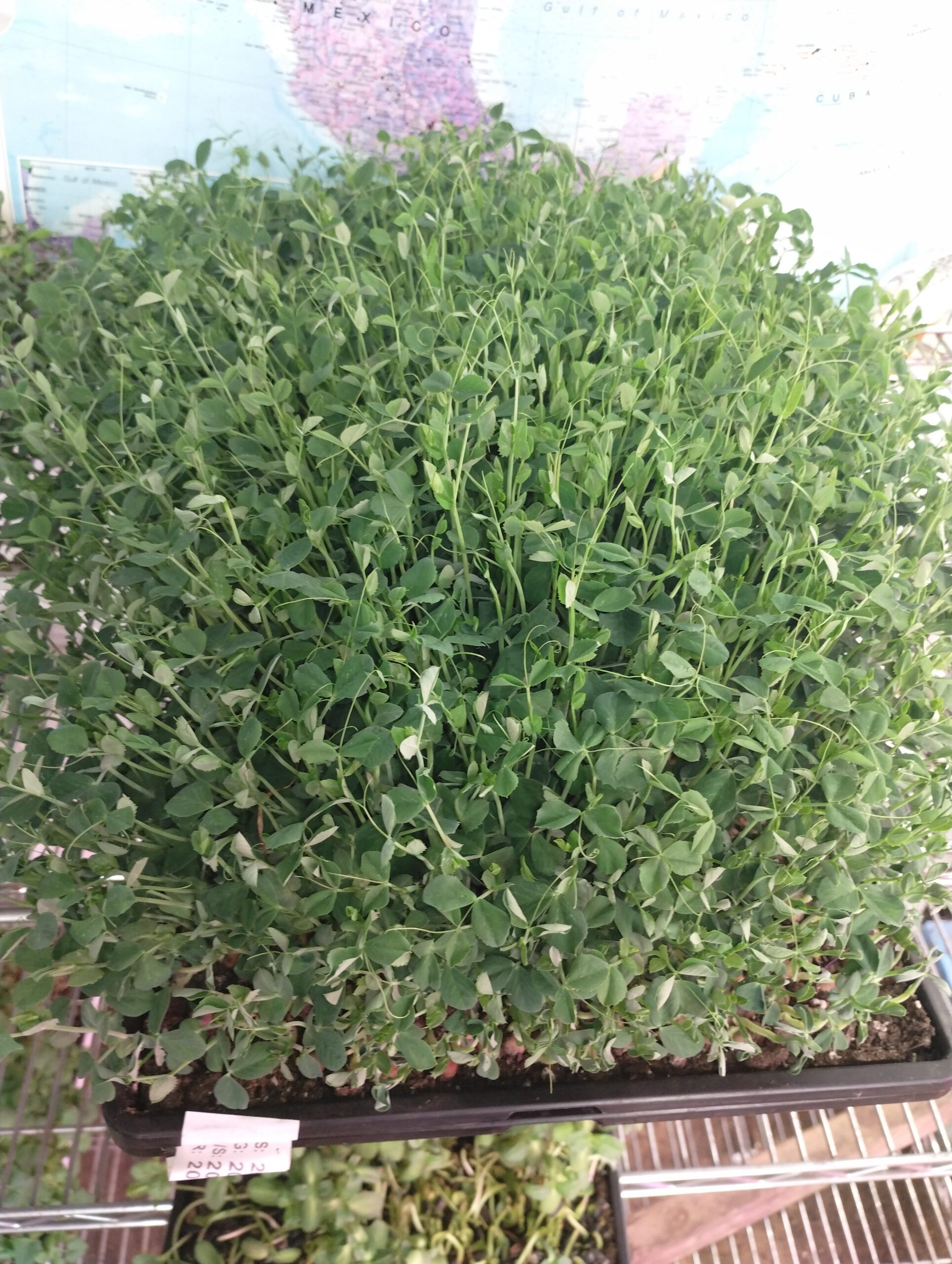 Dense pea shoot microgreens growing in a tray at The MicroGreens Farm on Johns Island